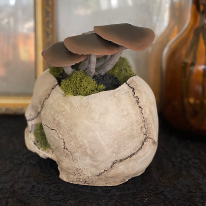 Fungi Skull